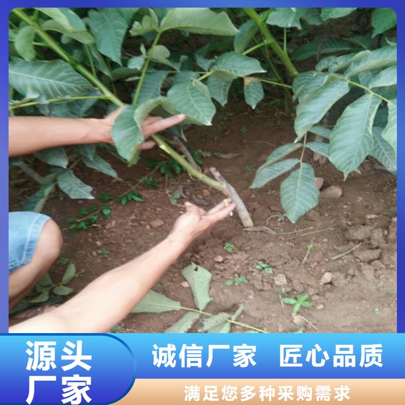 碧根果树苗价格多少现货销售