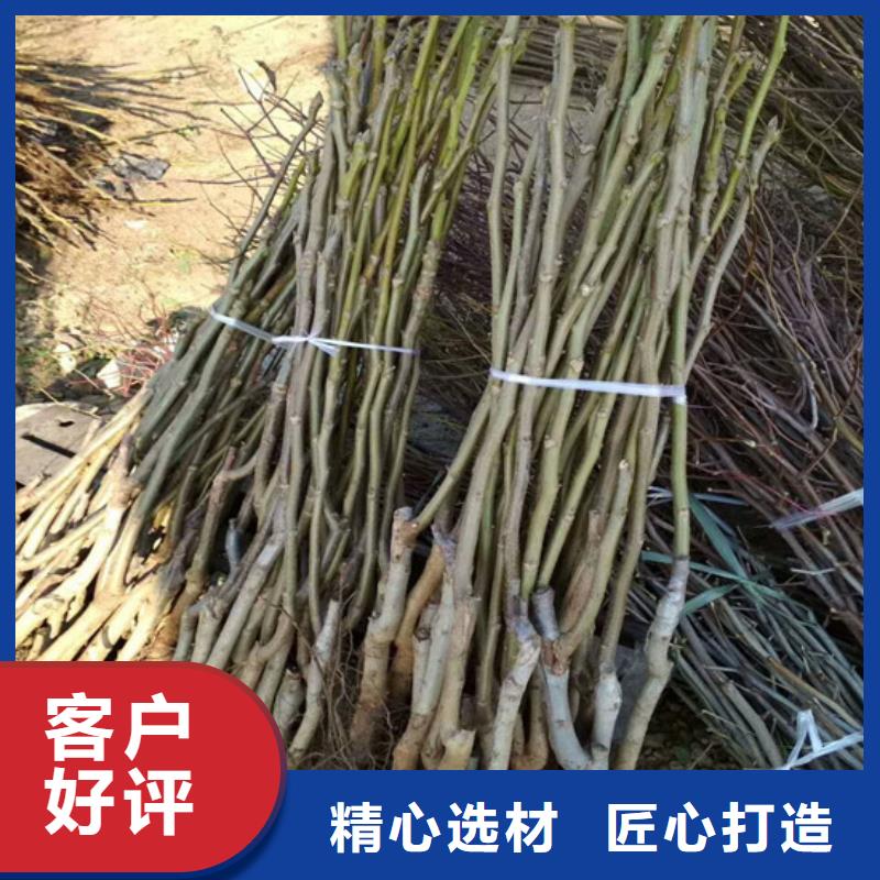 核桃苗_吉塞拉6号砧木实力厂家本地经销商