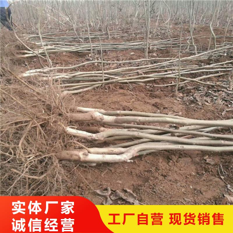 清香核桃苗种植品种选择当地公司