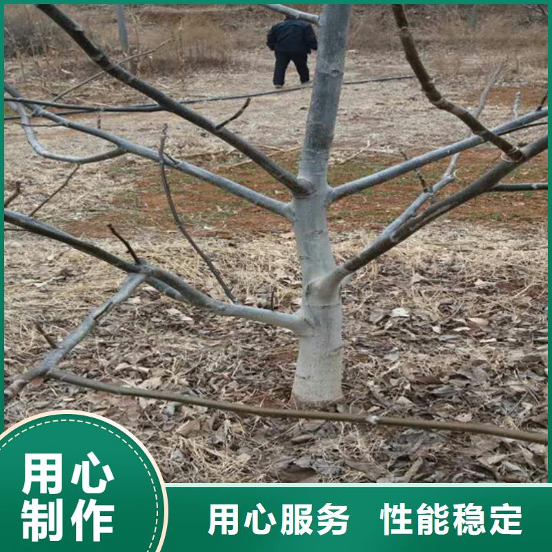 核桃苗桃树苗基地批发价格使用寿命长久