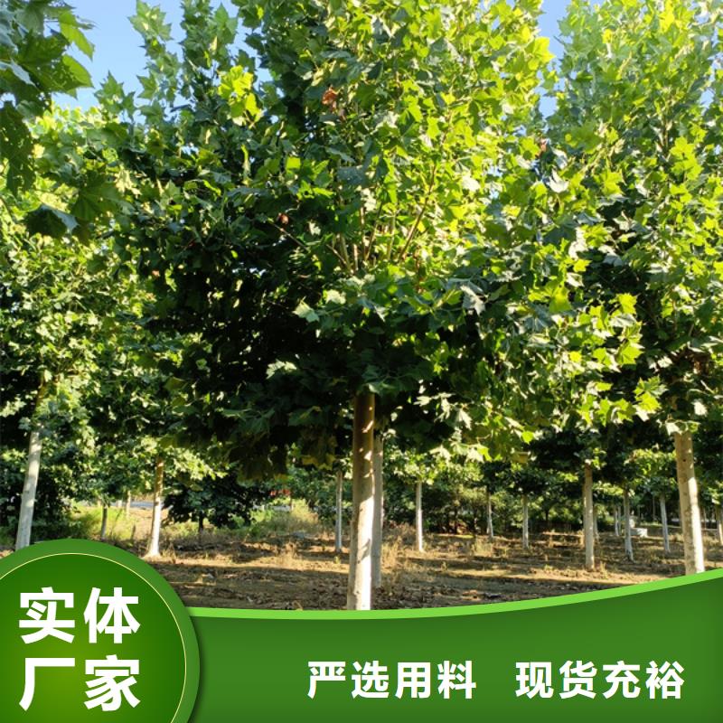 法桐种植基地法桐基地定制批发