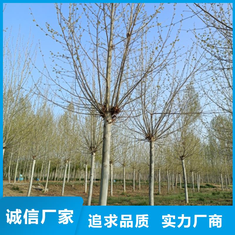 【法桐-北京栾闪电发货】厂诚信经营