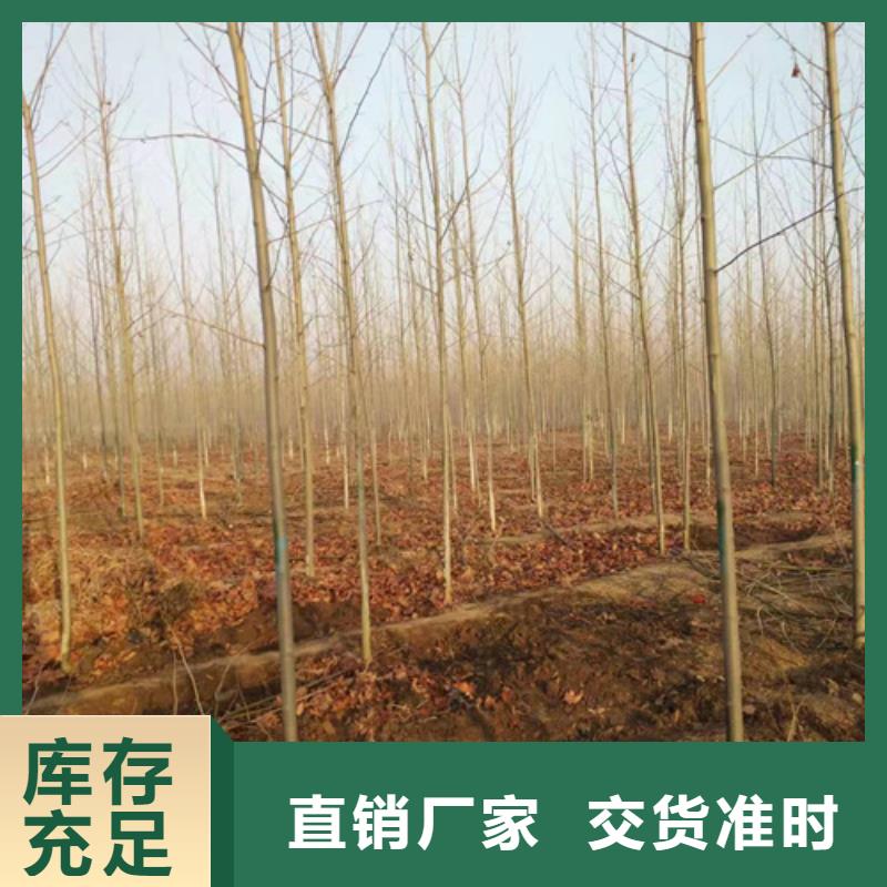 造型法桐种植基地绿化乔木附近厂家