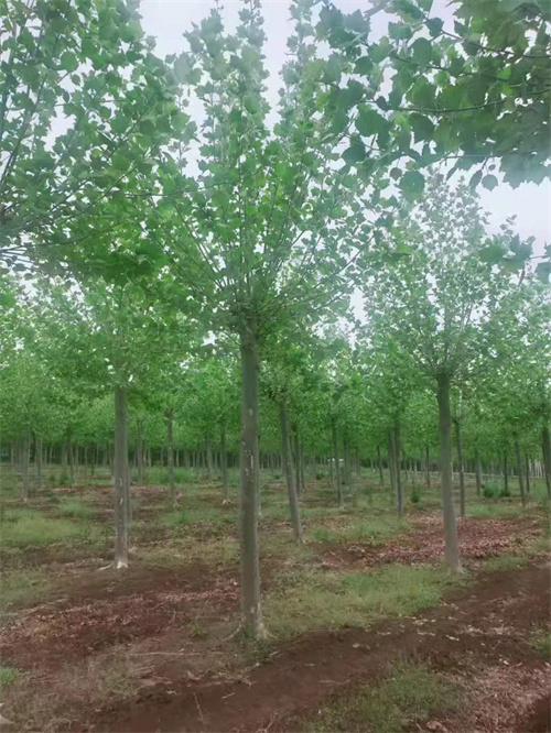 诚信经营法桐行情厂家量大从优