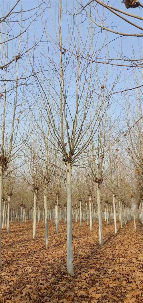 造型法桐种植基地苗木基地当地生产商