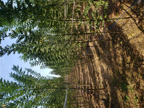 法桐小苗种植基地绿化苗木本地供应商