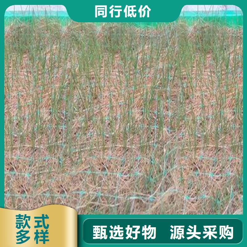 护坡植被植草毯-椰丝生态毯高标准高品质