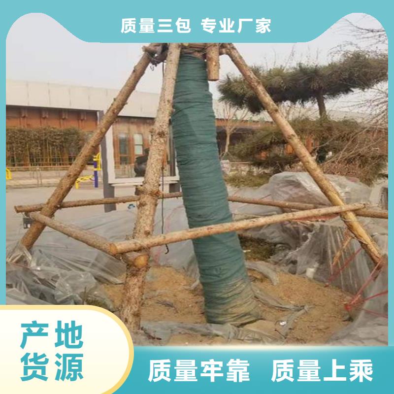 裹树布土工格栅质检合格发货同城生产厂家