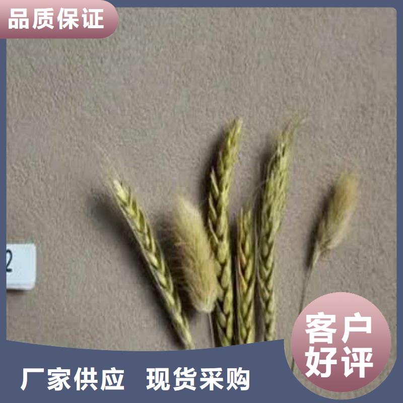 无机灰泥涂料施工团队生产经验丰富