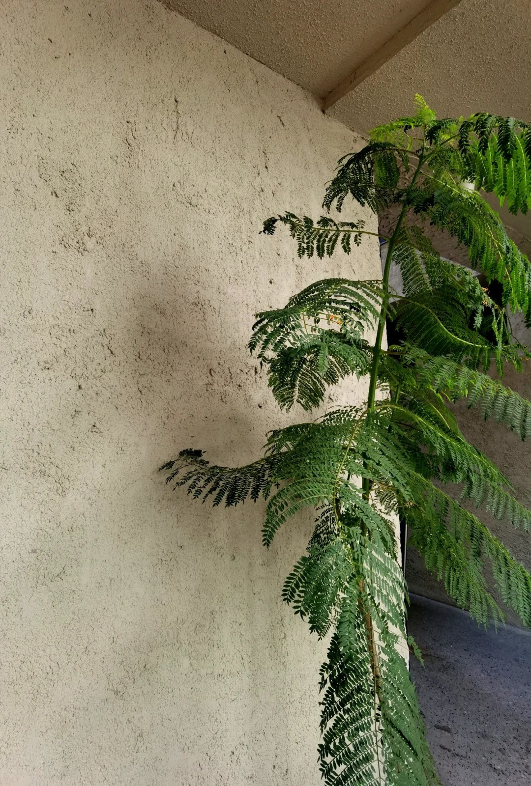 仿夯土墙稻草漆厂家批发，质优价廉，承接工程本地厂家