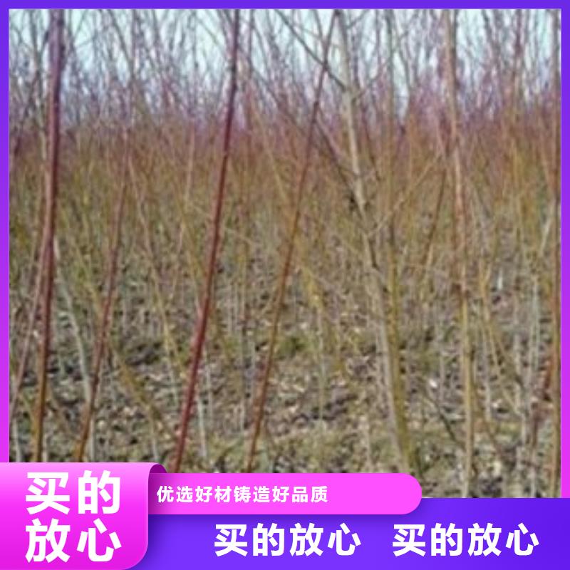 9厘米种植方法及时间真正的源头厂家