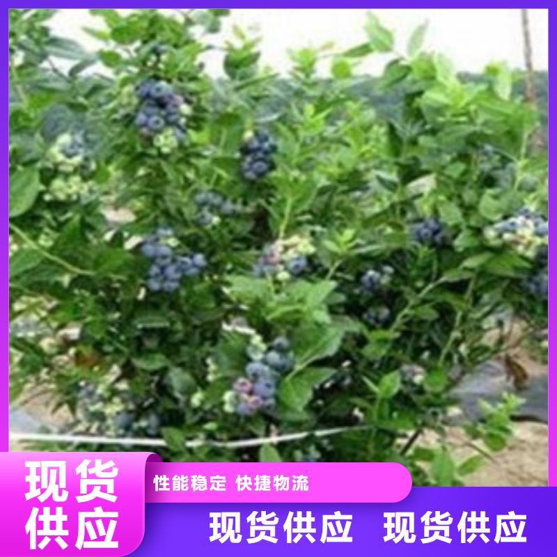 N-B-3蓝莓树苗种植技术放心选购