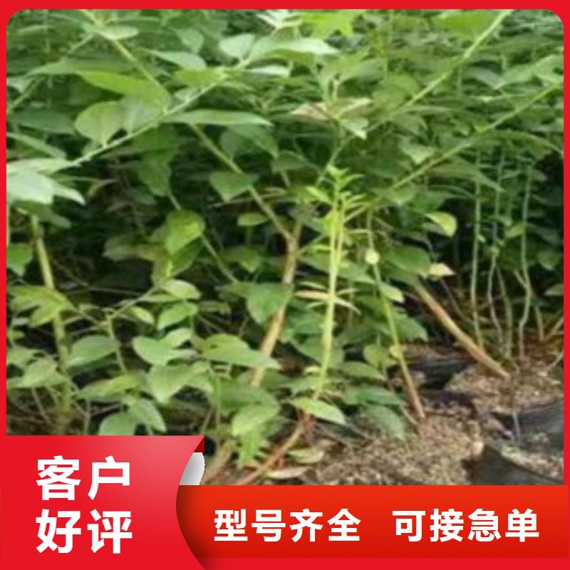 维口蓝莓树苗供应同城货源