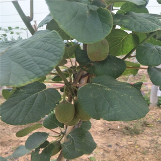 红阳猕猴桃苗合肥繁育方法