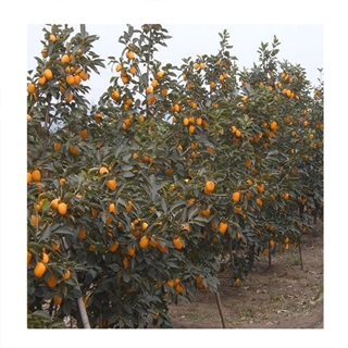 浙江2-5公分日本甜柿子树量大价廉