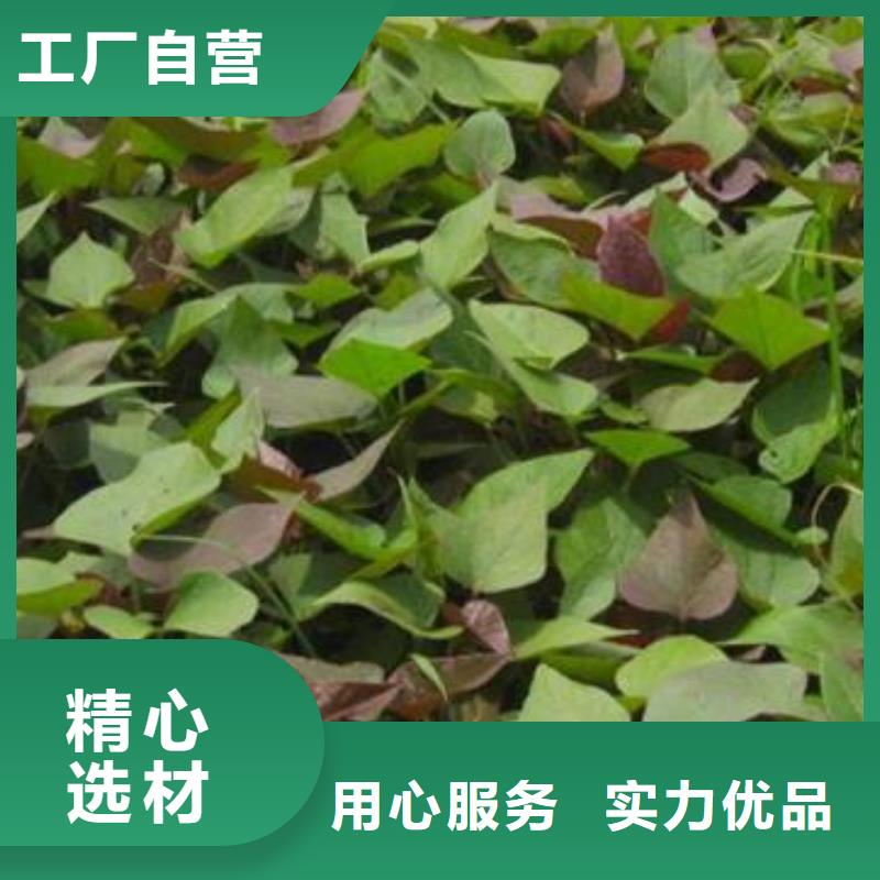 寧夏脫毒紫薯苗（濟黑品種）山東苗