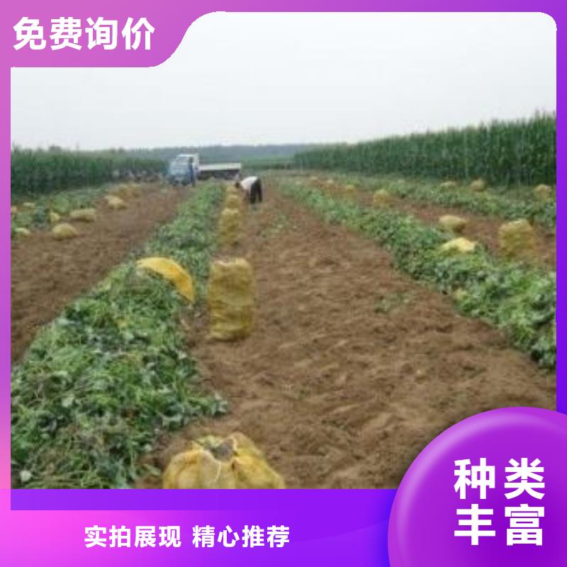 靖江紫薯苗（济黑2号上市）麦茬苗