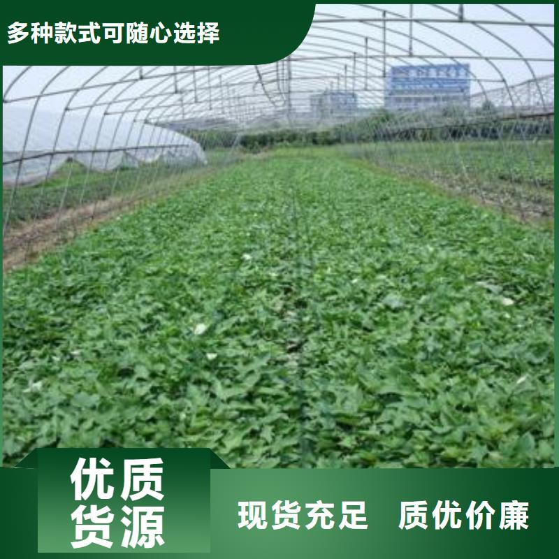 晋中高产红薯苗（预售中）育苗基地