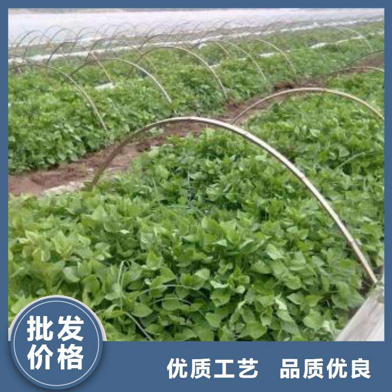 潮州高剪红薯苗加工厂