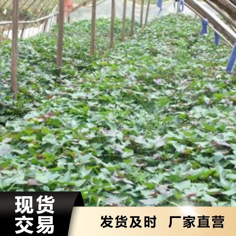 汕头高产红薯苗（预售中）基地种植