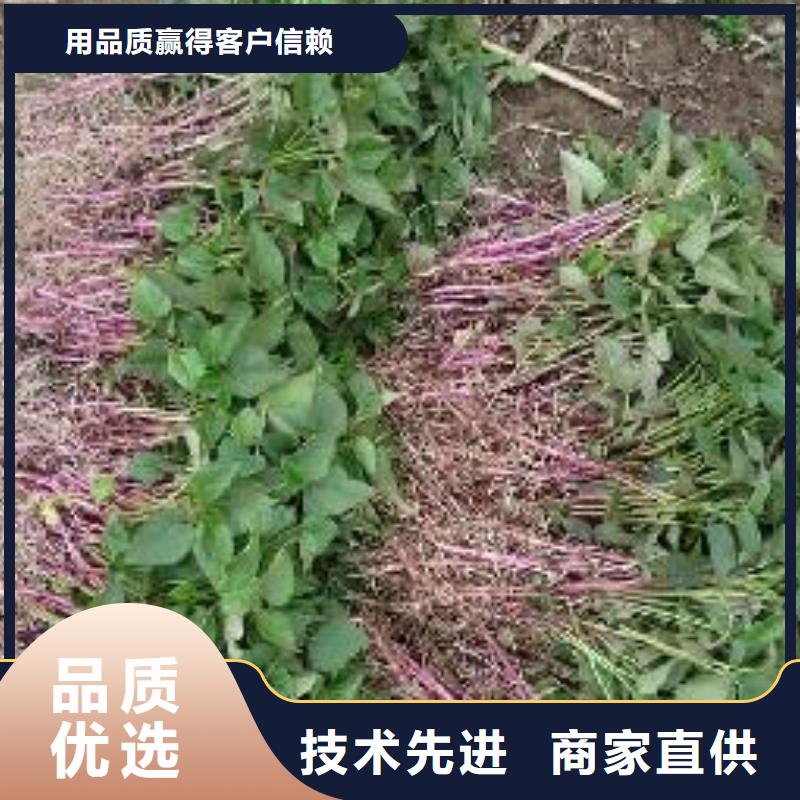 唐山紫薯苗（济黑2号上市）往年价格