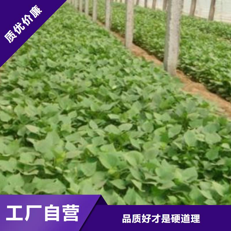 海东高产红薯苗（预售中）千亩种植