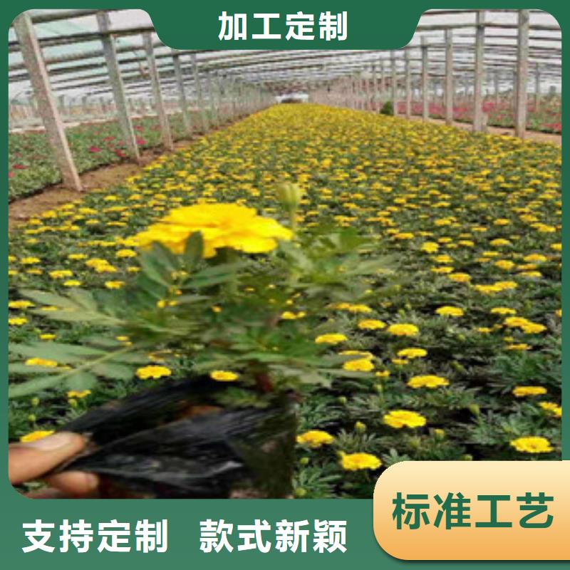 黄石紫菀花期多长时间来山东青州