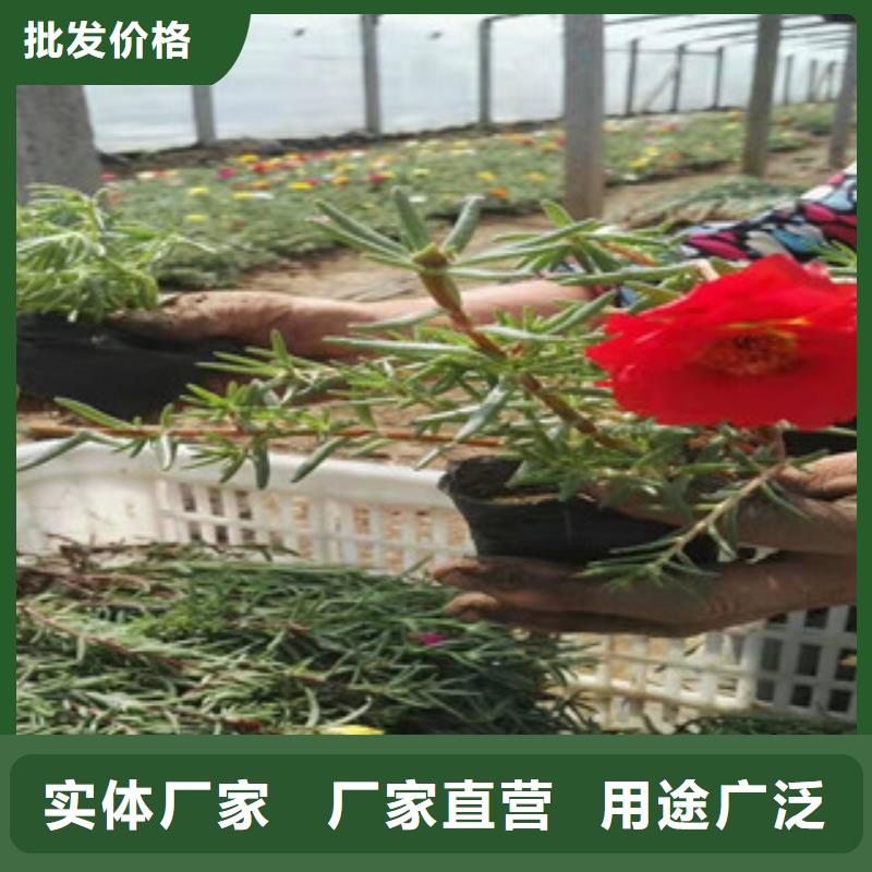 怀化金光菊生产厂家绿九州宿根花卉