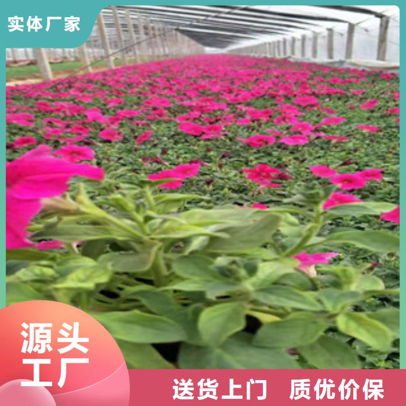 台州宿根草花柳叶马鞭草种植基地在哪
