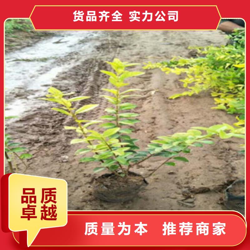 重庆大花飞燕草可以种植吗山东草花