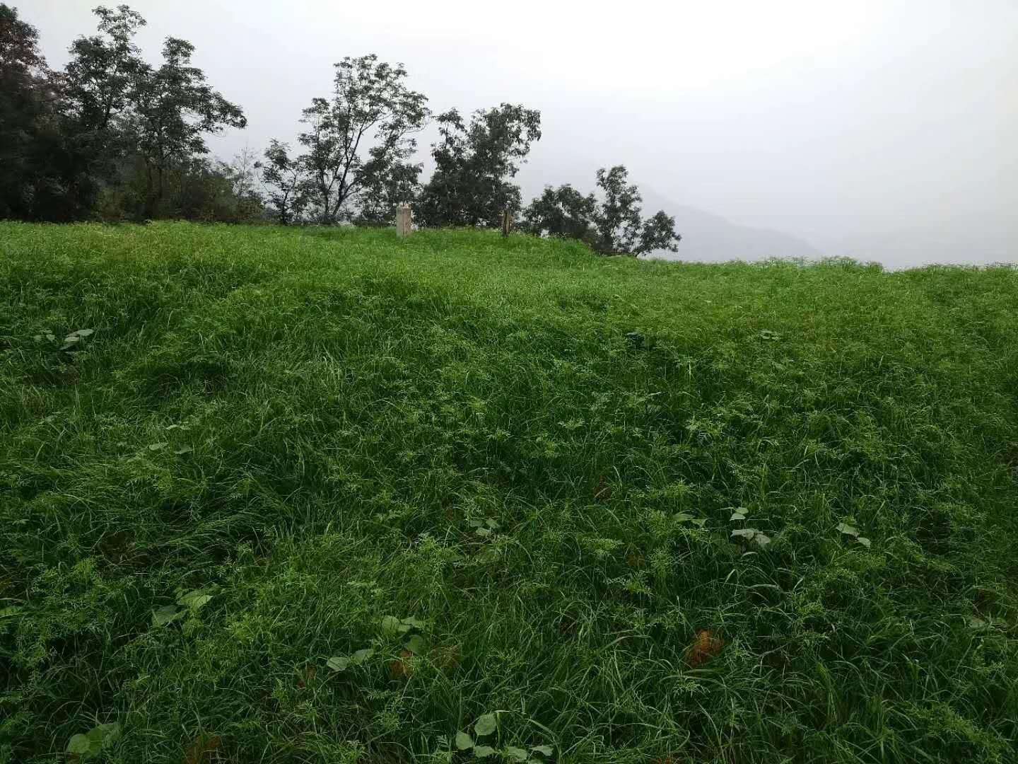 125千瓦客土绿化喷土机矿山修复喷坡机
