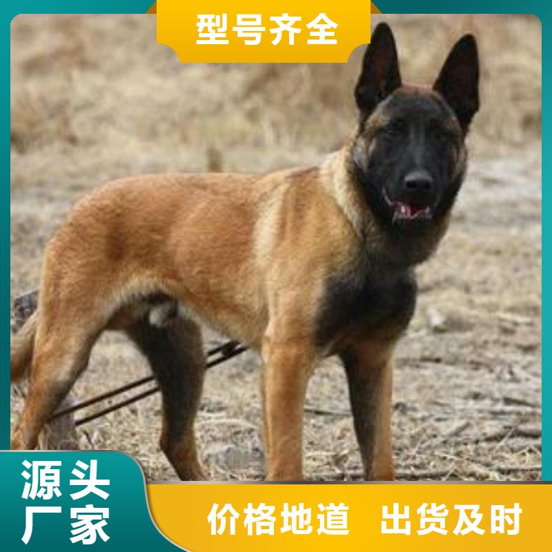 福建【图【正宗马犬】价格,图片